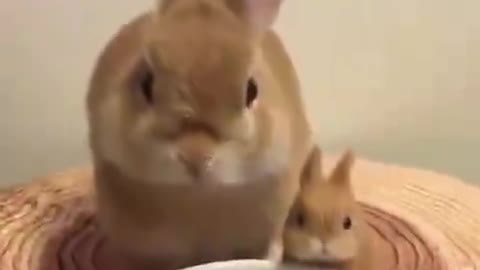 This picture is too sweet, will my rabbit like it, this little brother.