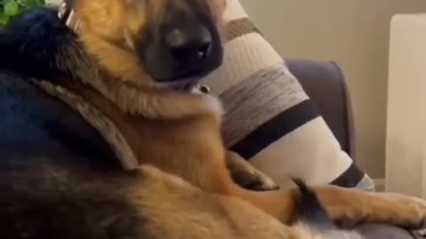 Funny dogs moment