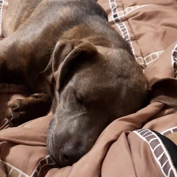 A WILD Saturday Night with Tucker Carlson and Claire Bear