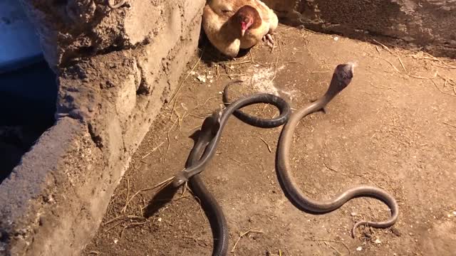 Mother Chicks Protect Chicks Against Cobra