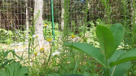 Goldenrod spider