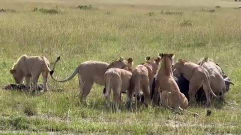 Brave Buffalo Mom’s Last Stand Against Lions🦁💔