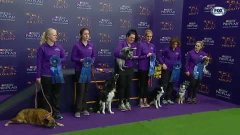 Verb captures 2019 WKC Masters Agility Grand Champion title # FOX SPORTS