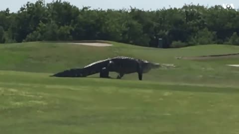 A giant alligator is spotted on a golf course.