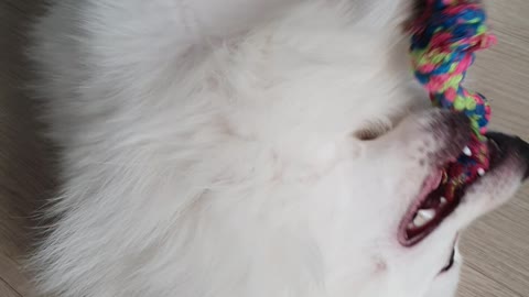 Odd-Eye Pompitz, who plays well alone