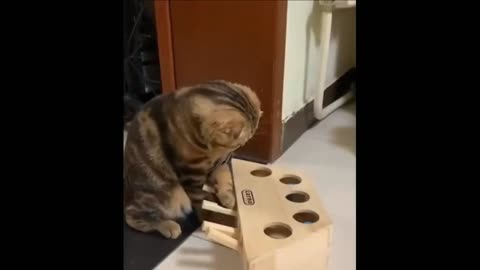 The cat doesn't know how to use it?