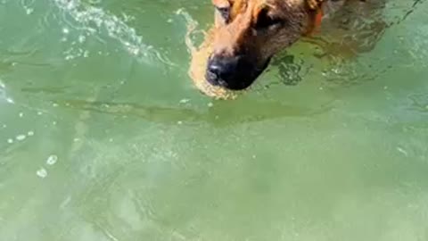 Dog swim