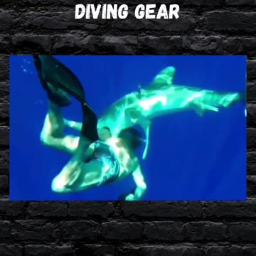 Shark Helps Diver