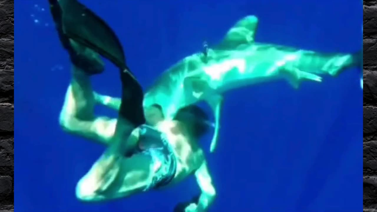 Shark Helps Diver