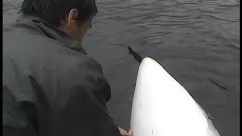 Luna, a wild orca, plays with his human friend