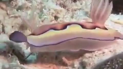 very unique and rare sea animals