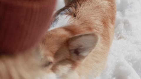 The dog plays with his owner professionally with ice.