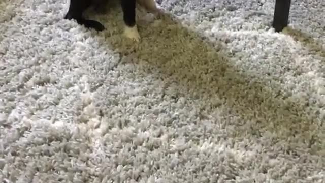 Gagging dog on carpet