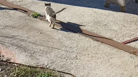 Cat running