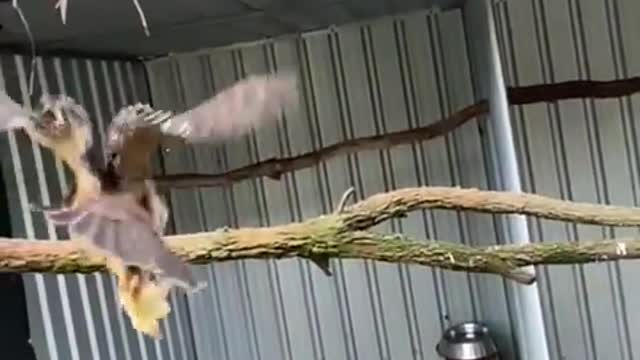 Widget the boobook owl was keen to show keeper maddy his specky flip my fast olag