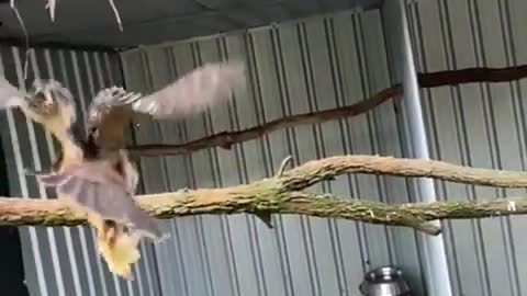 Widget the boobook owl was keen to show keeper maddy his specky flip my fast olag