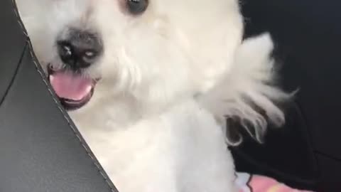 The puppy travels in a car