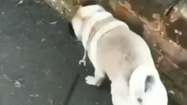 Funny dogs, quite dogs.