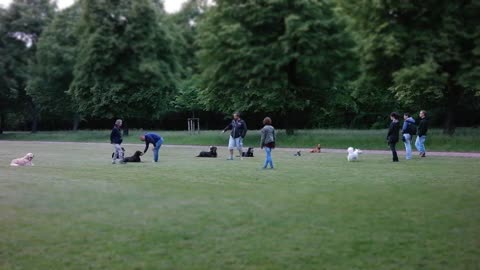 Dogs Dog Training Animals Park Meadow