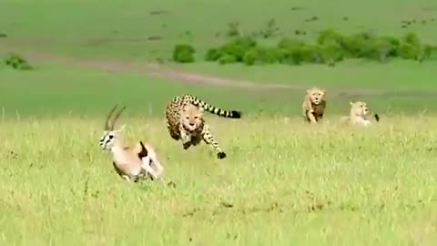 Cheetah attack iran #cheetah #iran #animals #amazing #wildlife #nature #viralvideo #fypシ #tiktok #nature #wildlife