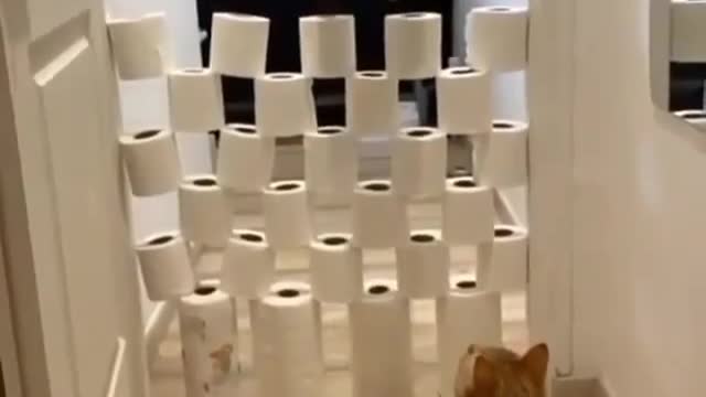 CAT IS JUMPING OVER TISSUE PAPER WALL