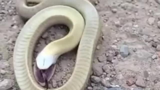 Fun time of snake