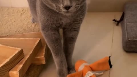 cute cat singing