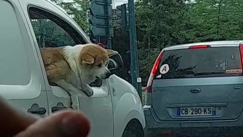 Dog reaction in traffic jams