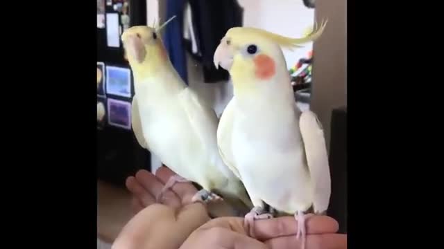 FUNNY AND CUTE BIRDS 🦜🦜🐦🐦🐤🕊️