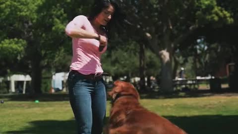 Rambunctious dog plays with owner Dalmatian friend