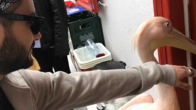 Man pets pink pelican at restaurant