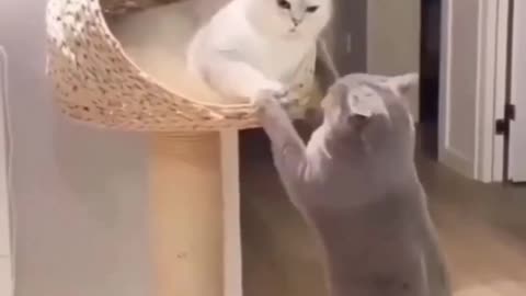 Cute funny cat