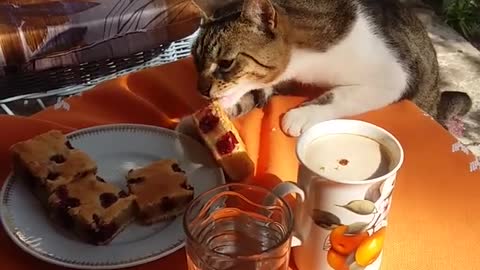 Cute Cat Stealing Cookies Funny 😄😁🐭