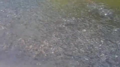 Fish Feedings Bangladeshi Rural Pond.