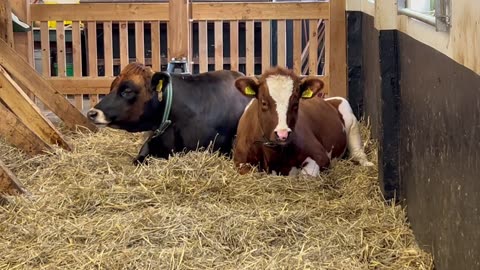 cows chilling in a barn