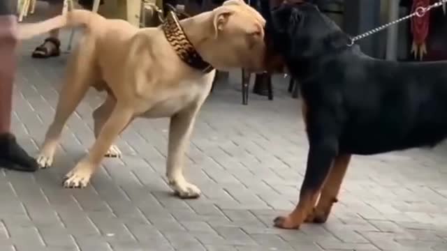 Pitbull vs Rottweiler stand off