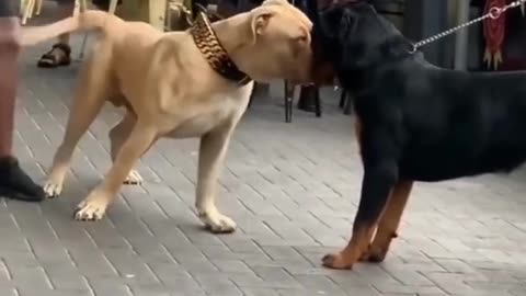 Pitbull vs Rottweiler stand off