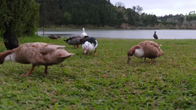 Ducks on Grass