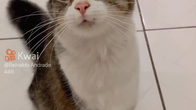 thoughtful and cute cat