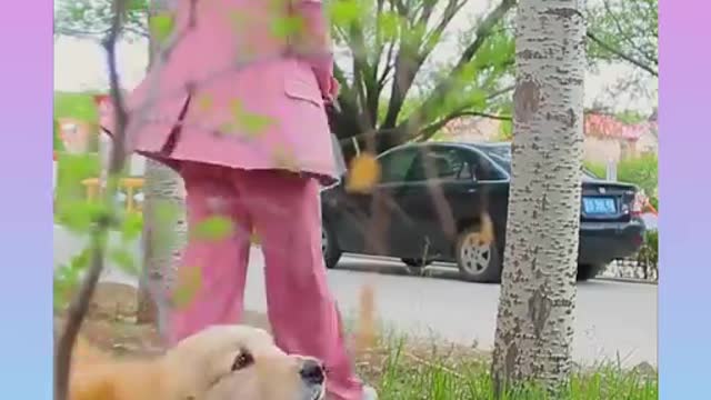 Cute and Funny Dogs short clip