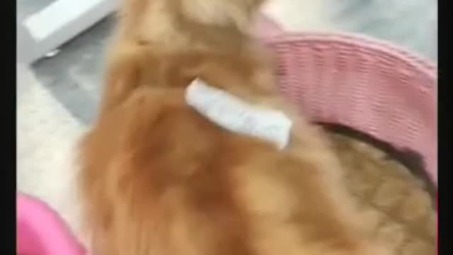 I want to be a sweet cat