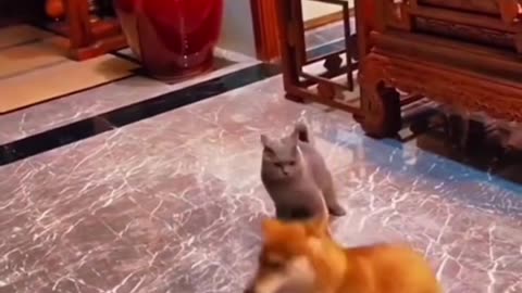 funny animals shorts