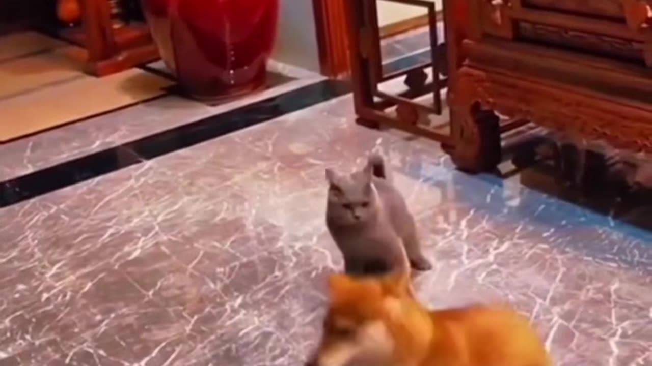 funny animals shorts