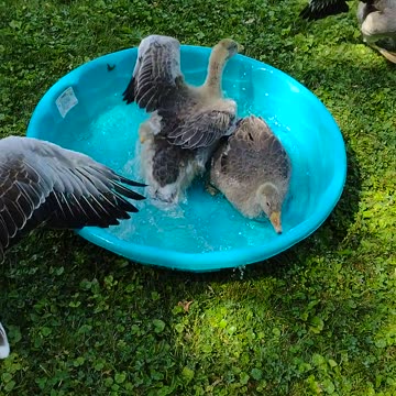 Rude Goslings Get In Trouble By Mom