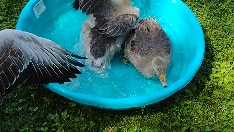 Rude Goslings Get In Trouble By Mom