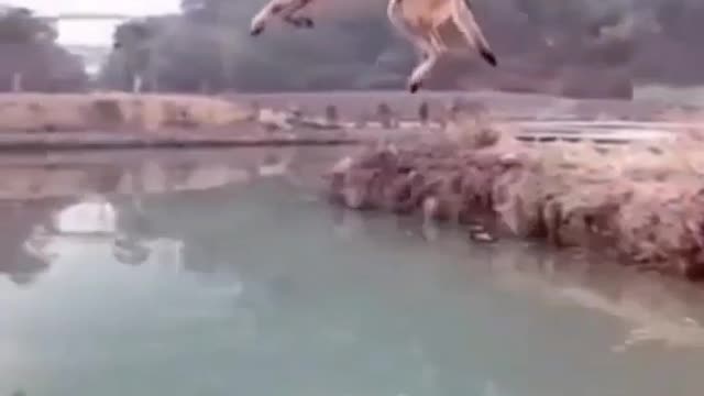 The Dog's Leap