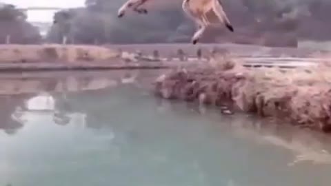 The Dog's Leap