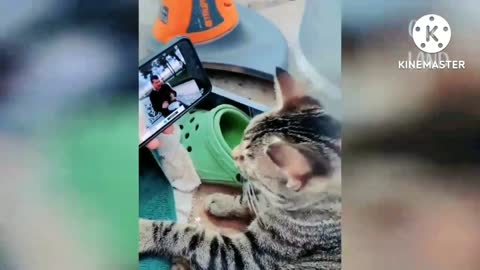 Cat funny video ,,