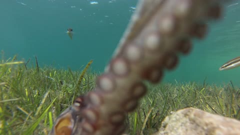 Octopus goes pro