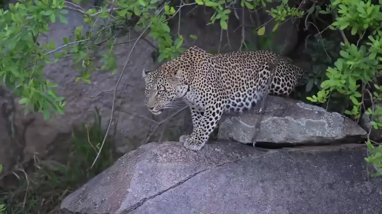 Lion & Leapard Fighting